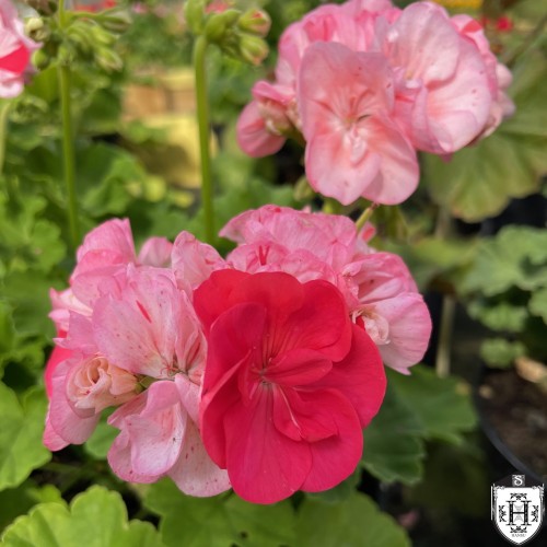 Pelargonium 'Jips Eleanor Renton' - Pelargoon 'Jips Eleanor Renton' P9/0,55L